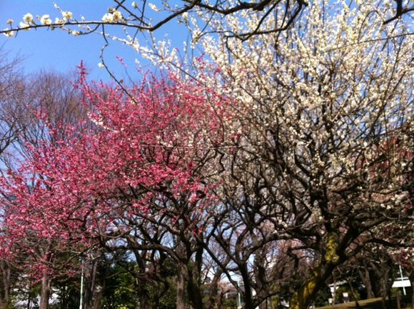 image from http://kyoko.weblogs.jp/.a/6a0120a68548c1970b016763f810fd970b-pi